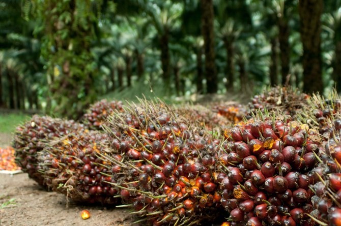 Kinerja Saham Sawit Naik