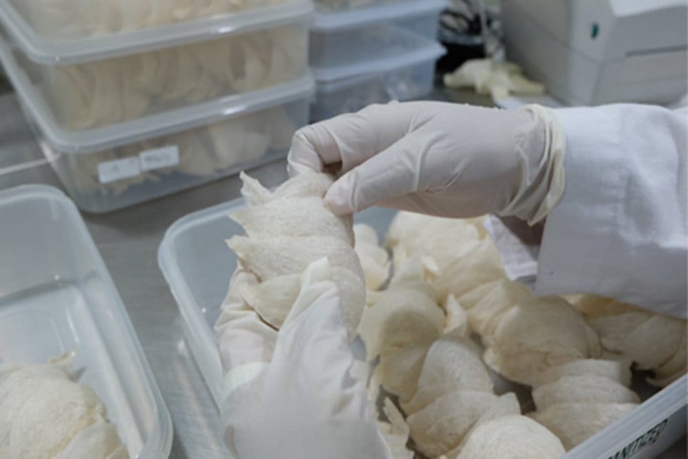 Update IPO RLCO: Harga, Prospek, dan Risiko